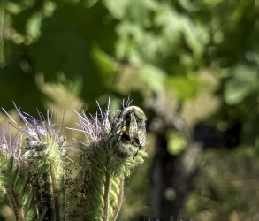 Terra Vita Vinum