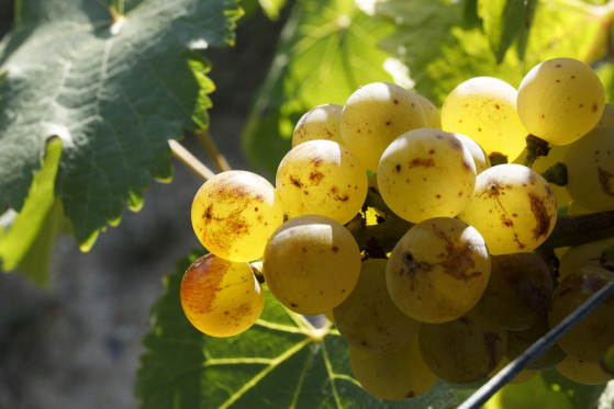 Wines in biodynamic way, respecting the vine and the soil Wines in biodynamic way, respecting the vine and the soil