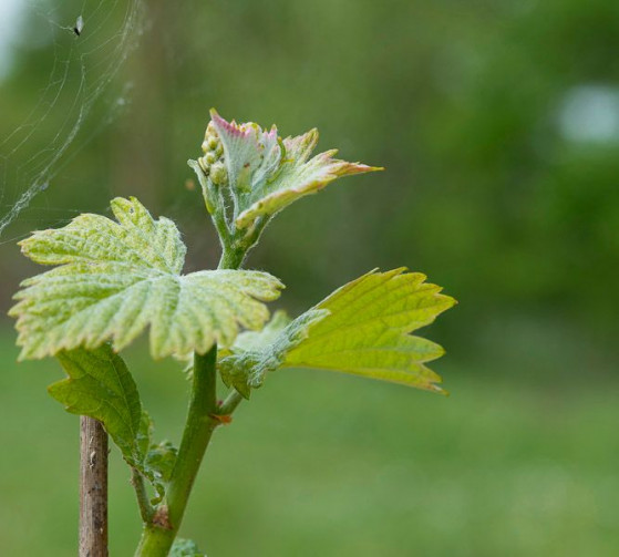 Vine stock of the Richou domaine
