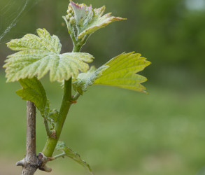 vine leaves | Terra Vita Vinum