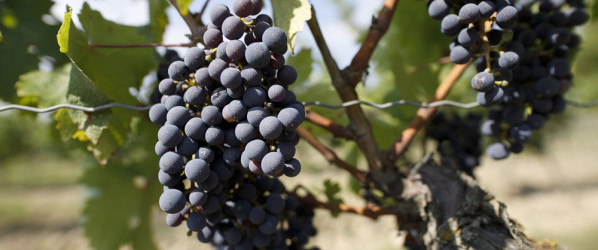 Grappes de raisins noirs | Terra Vita Vinum