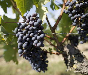 Bunches of black grapes | Terra Vita Vinum