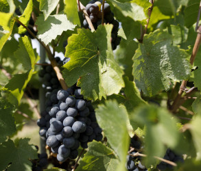 Bunches of black grapes | Terra Vita Vinum