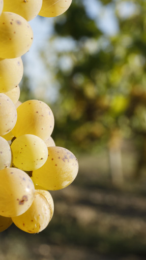 Grappes de raisins blancs | Terra Vita Vinum