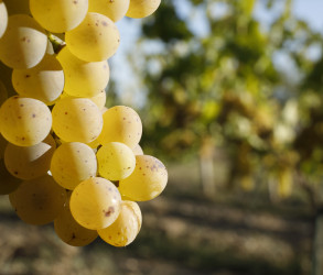 Bunches of white grapes | Terra Vita Vinum