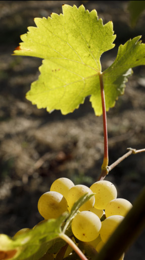 Feuille et raisins blancs | Terra Vita Vinum