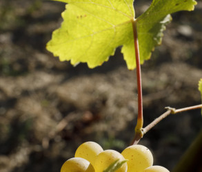 Feuille et raisins blancs | Terra Vita Vinum