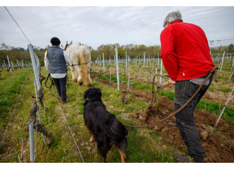 Ursule at work on the Rogeries plot!