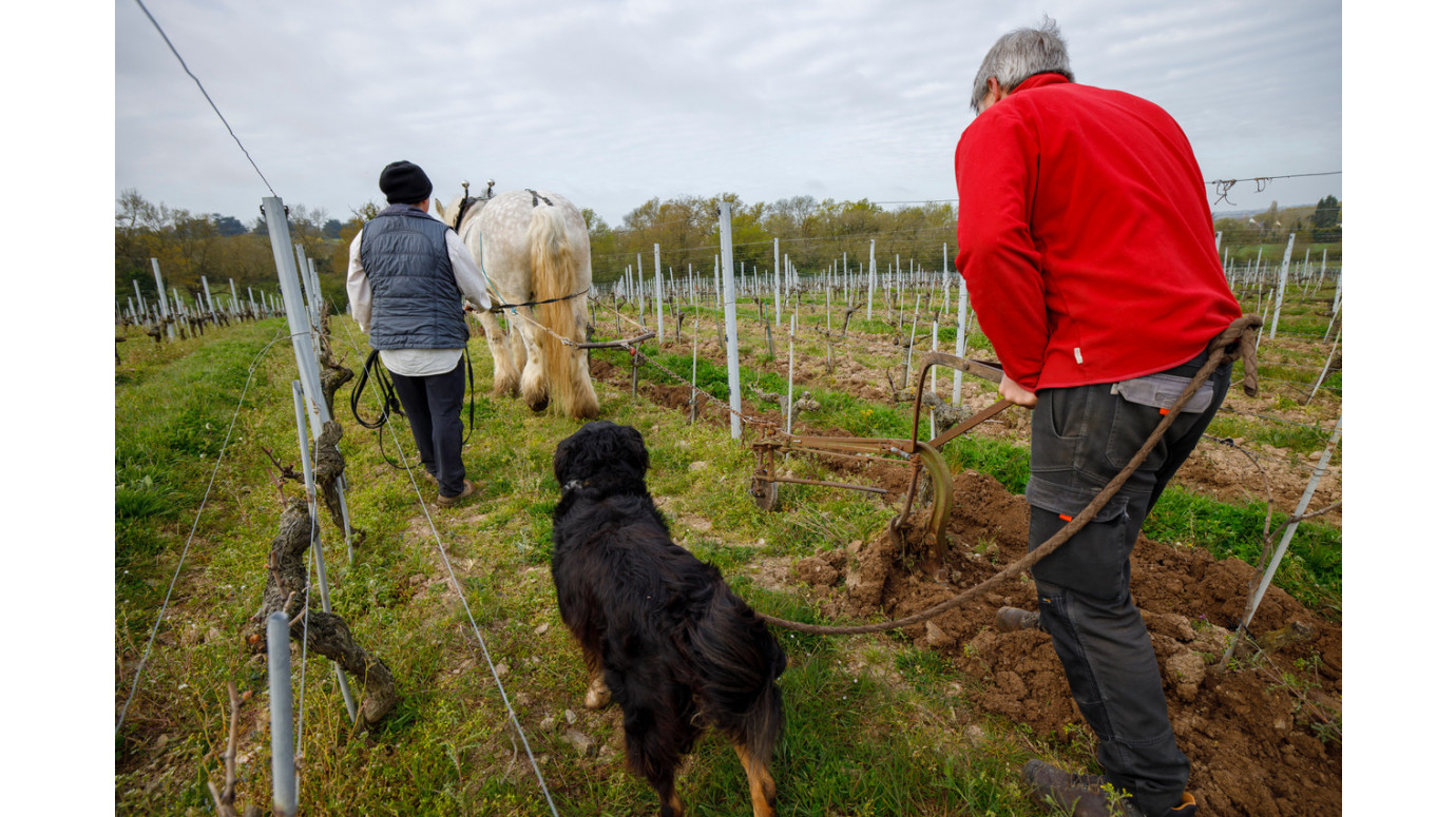 Le travail du cheval dans la parcelle des Rogeries