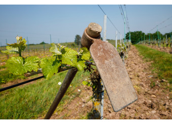 Good pickaxe on the plot of Savennières