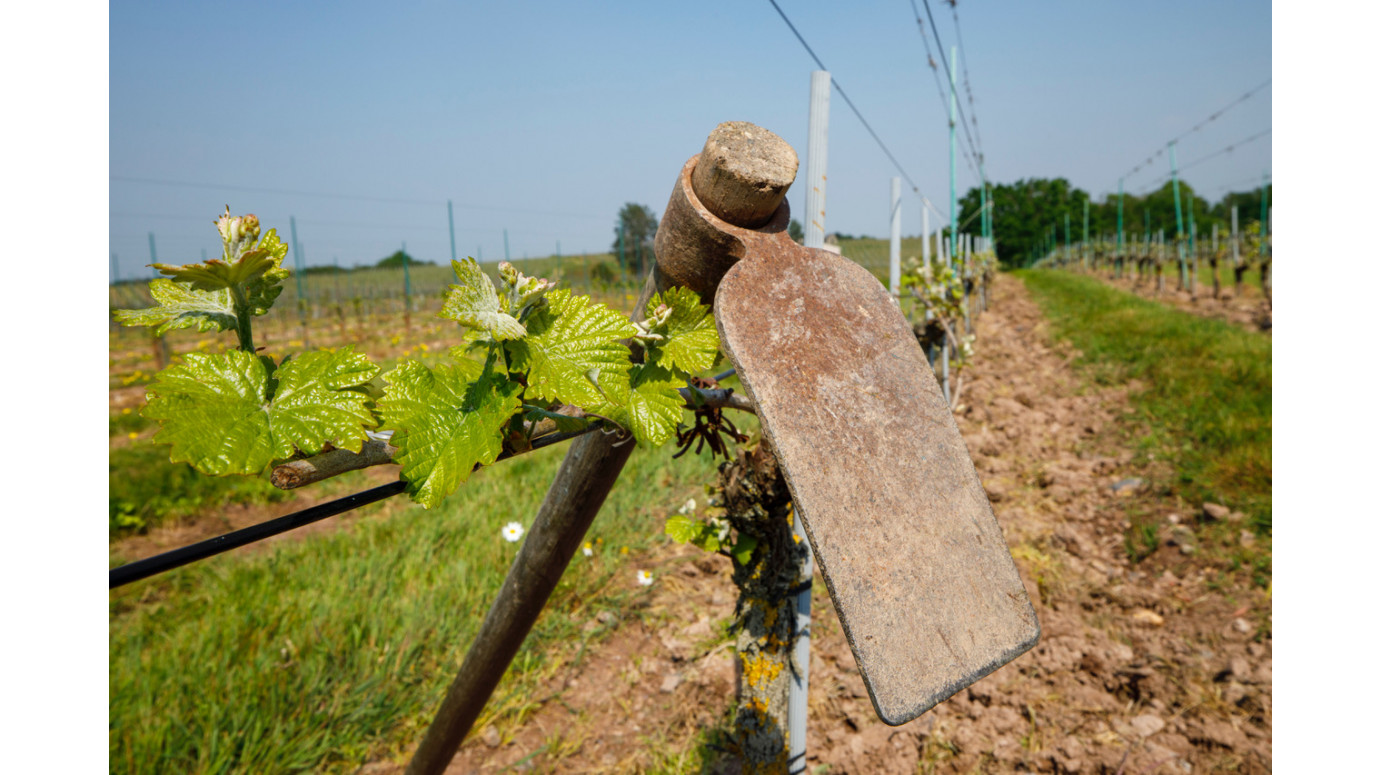 Bonne pioche à Savennières