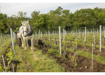 Spring is in full swing... No respite for the Terra Vita Vinum team!