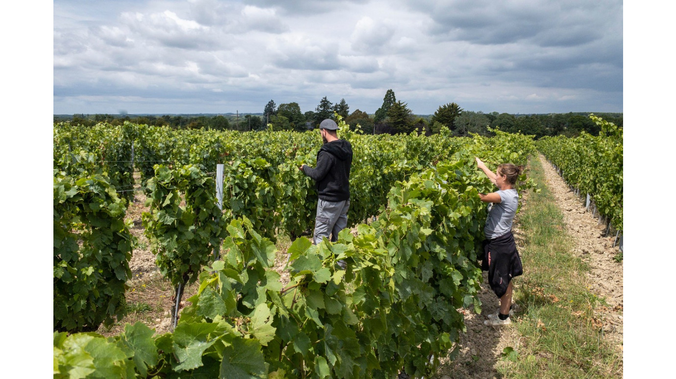 Tressage dans les vignes