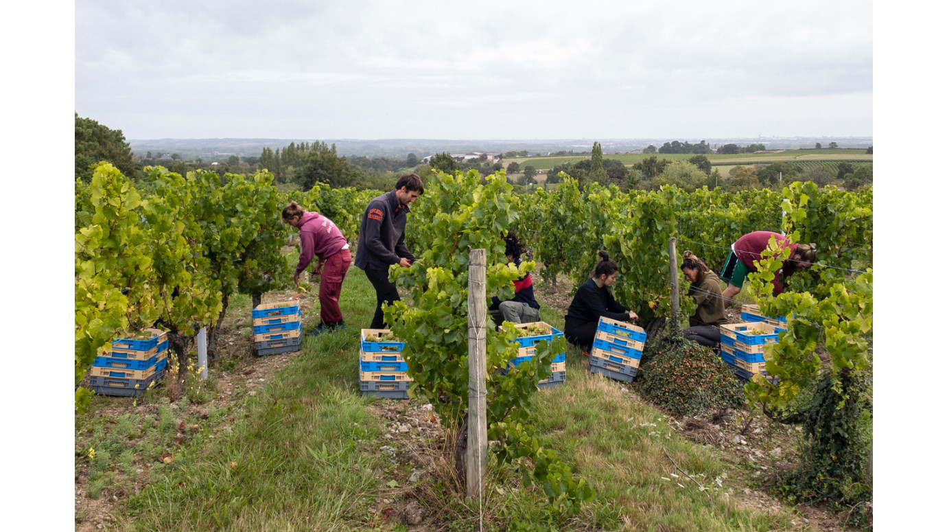 Vendanges 2020 - Clos du Reau