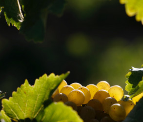 Chenins in the sun