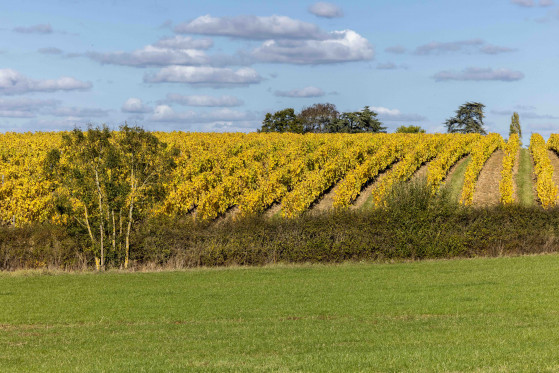 The domaine's vines in Anjou